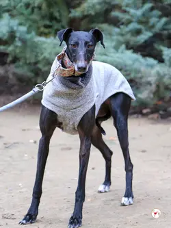 cora_galgo_adozione_08