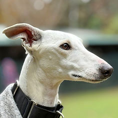 vesta_18 (Mittel).jpeg