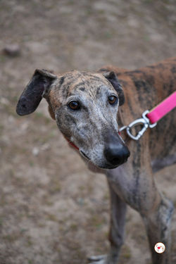 caramelo_galgo_adozione_40 (Mittel)