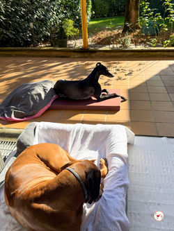 laika_galgo_adozione_10 (Mittel)