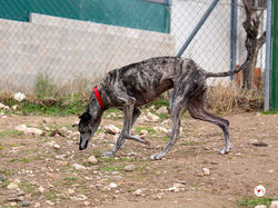 mistica_galgo_adozione_2 (Mittel)