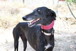 isla_galgo_adozione_16 (Mittel)