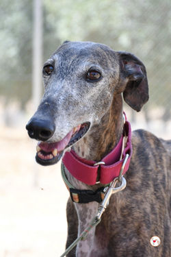 lira_galgo_adozione_18 (Mittel)
