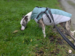 chrissy_grey_adozione_17 (Mittel)