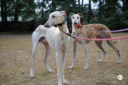 zephir_galgo_adozione_16 (Mittel)