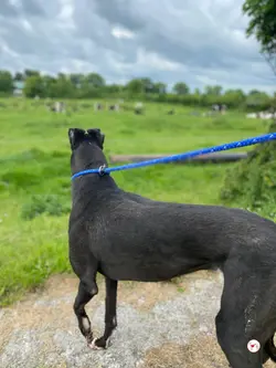 magnus_grey_adozione_13