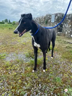 magnus_grey_adozione_20