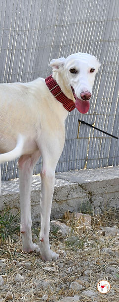bimchi_10 (Mittel).jpg