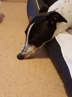 17190405_10211358530312824_8491870448855386776_n