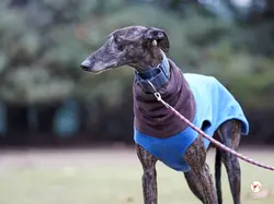 pistacho_galgo_adozione_09