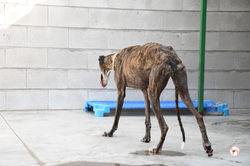 lira_galgo_adozione_7 (Mittel)