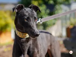 tambourine_grey_adozione_17