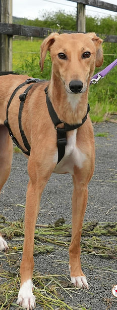 jenny_5 (Mittel).jpg