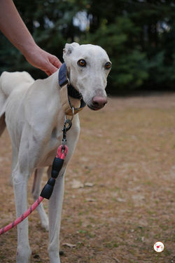 zephir_galgo_adozione_23 (Mittel)