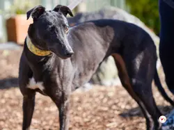 tambourine_grey_adozione_10