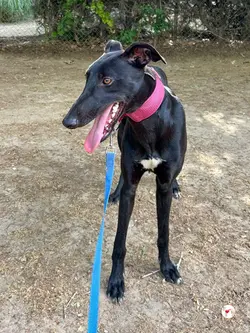 zafiro_galgo_adozione_02