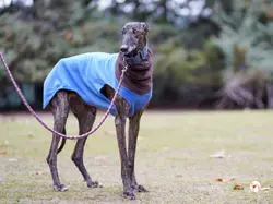 pistacho_galgo_adozione_07