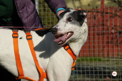 eanin_grey_adozione_33 (Mittel)