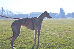 rossa-adozione-levrieri-greyhound-6-scaled (Medium)
