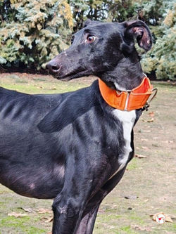 bobby_galgo_adozione_10 (Mittel)