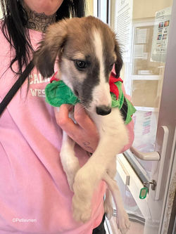 seamus-adozione-levrieri-greyhound-8