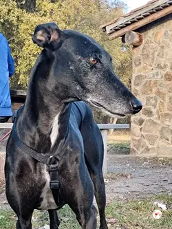 sultan_galgo_adozione_09