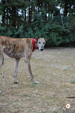 caramelo_galgo_adozione_8 (Mittel)