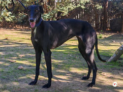 laika_galgo_adozione_02 (Mittel)