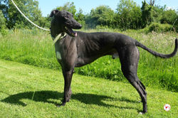 ciaran_grey_adozione_8_rezultat