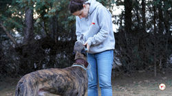 marcelo_galgo_adozione_30 (Mittel)