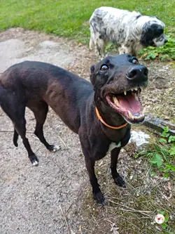 tambourine_grey_adozione_61