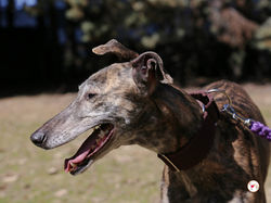 haizea_galgo_adozione_9-scaled (Mittel)