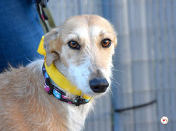 ambar_galgo_adozione_3 (Mittel)