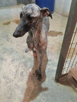 sarabi_galgo_adozione_2 (Mittel)