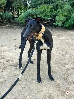 jade_galgo_01