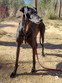sultan_galgo_adozione_05