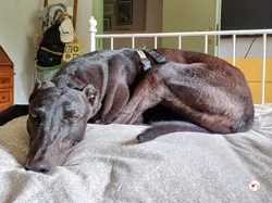 tambourine_grey_adozione_48