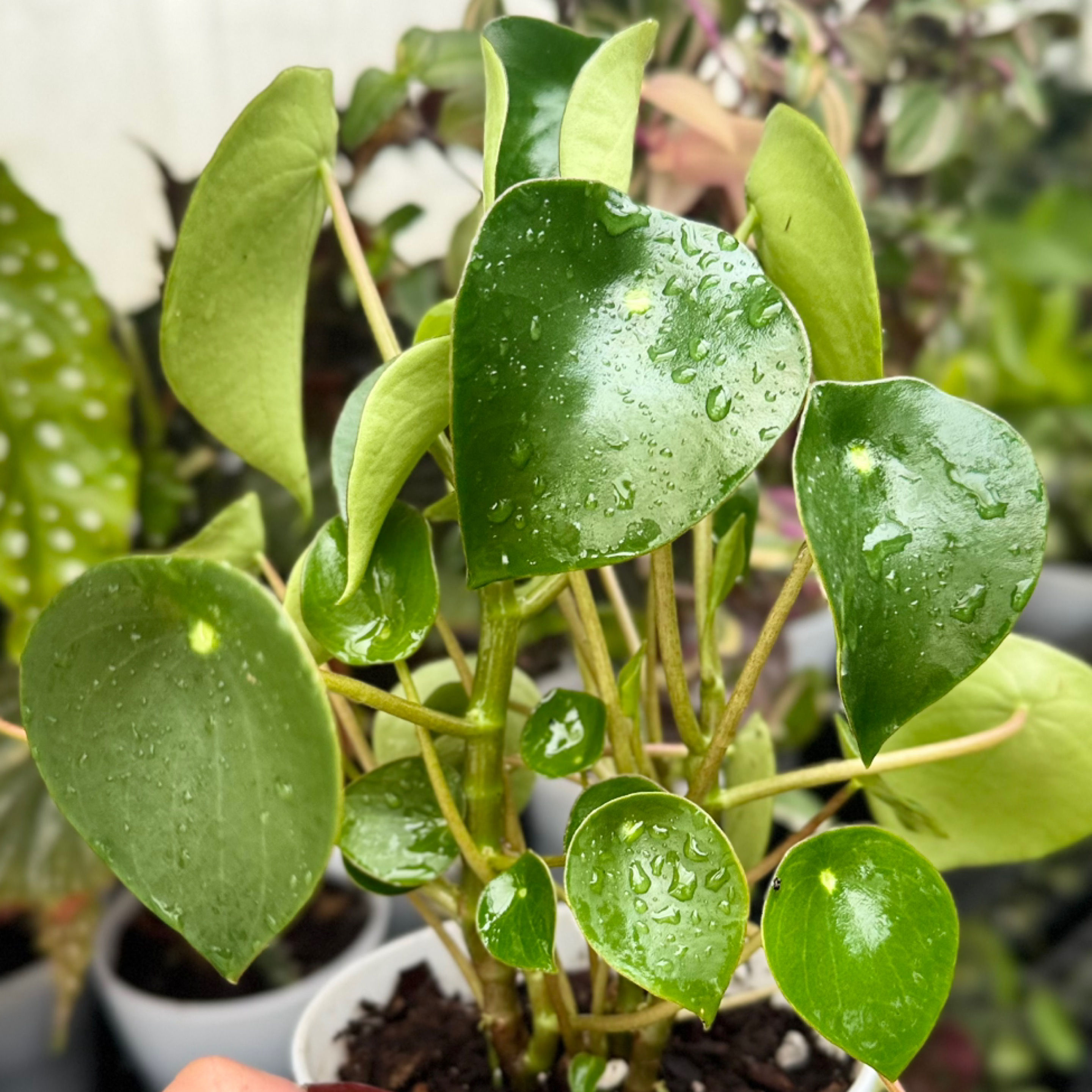 Peperomia Raindrop 🤍