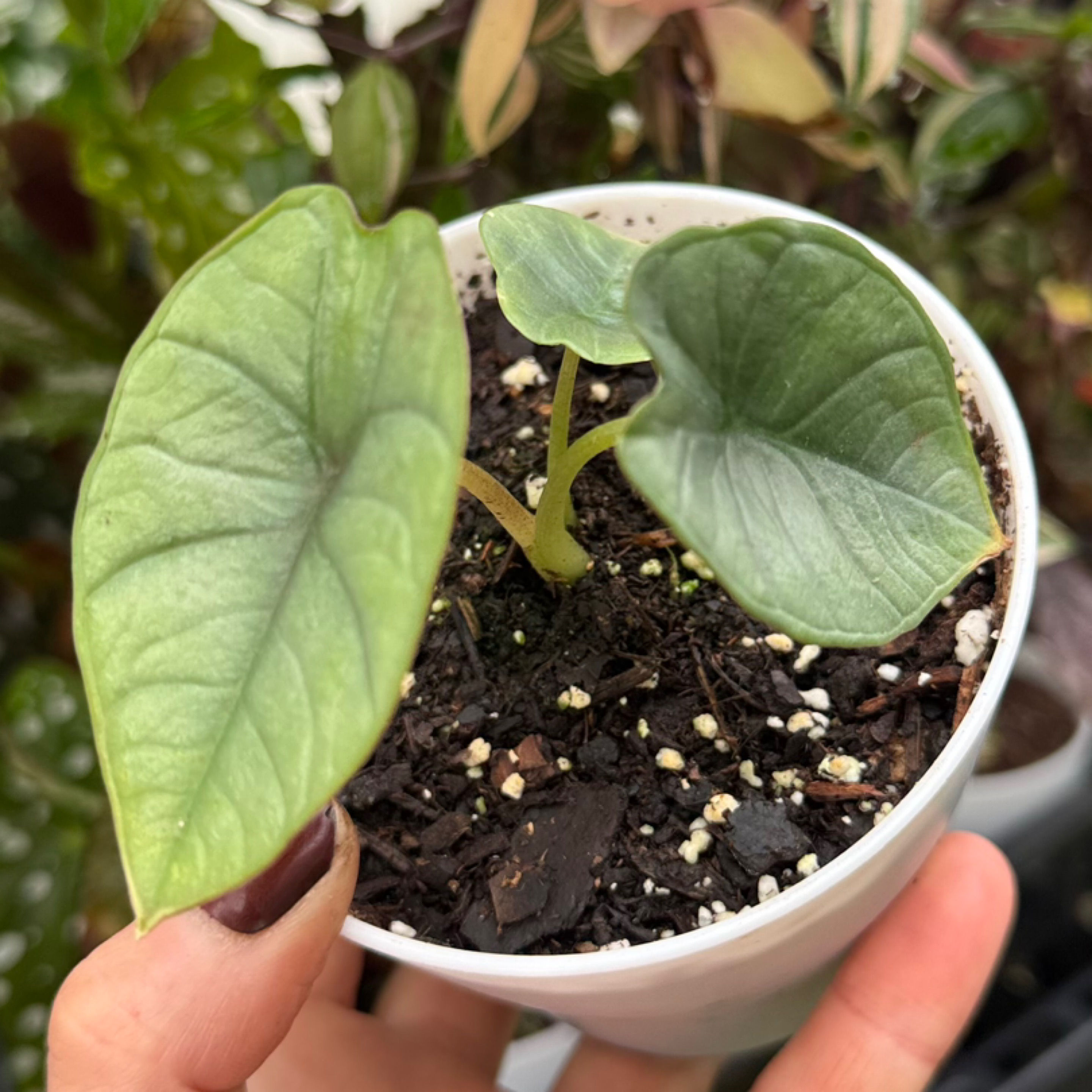 Alocasia Bisma