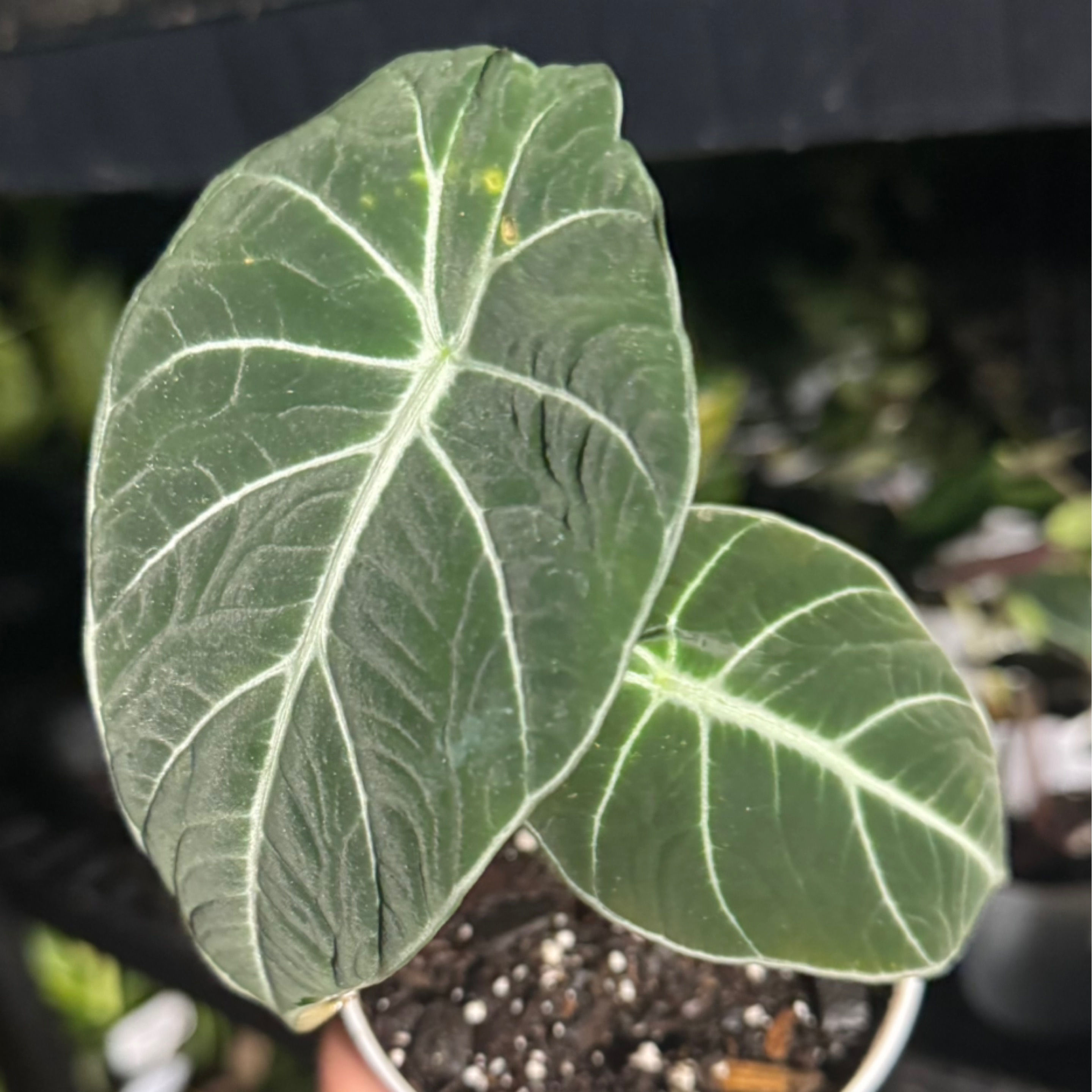 Alocasia Black Velvet