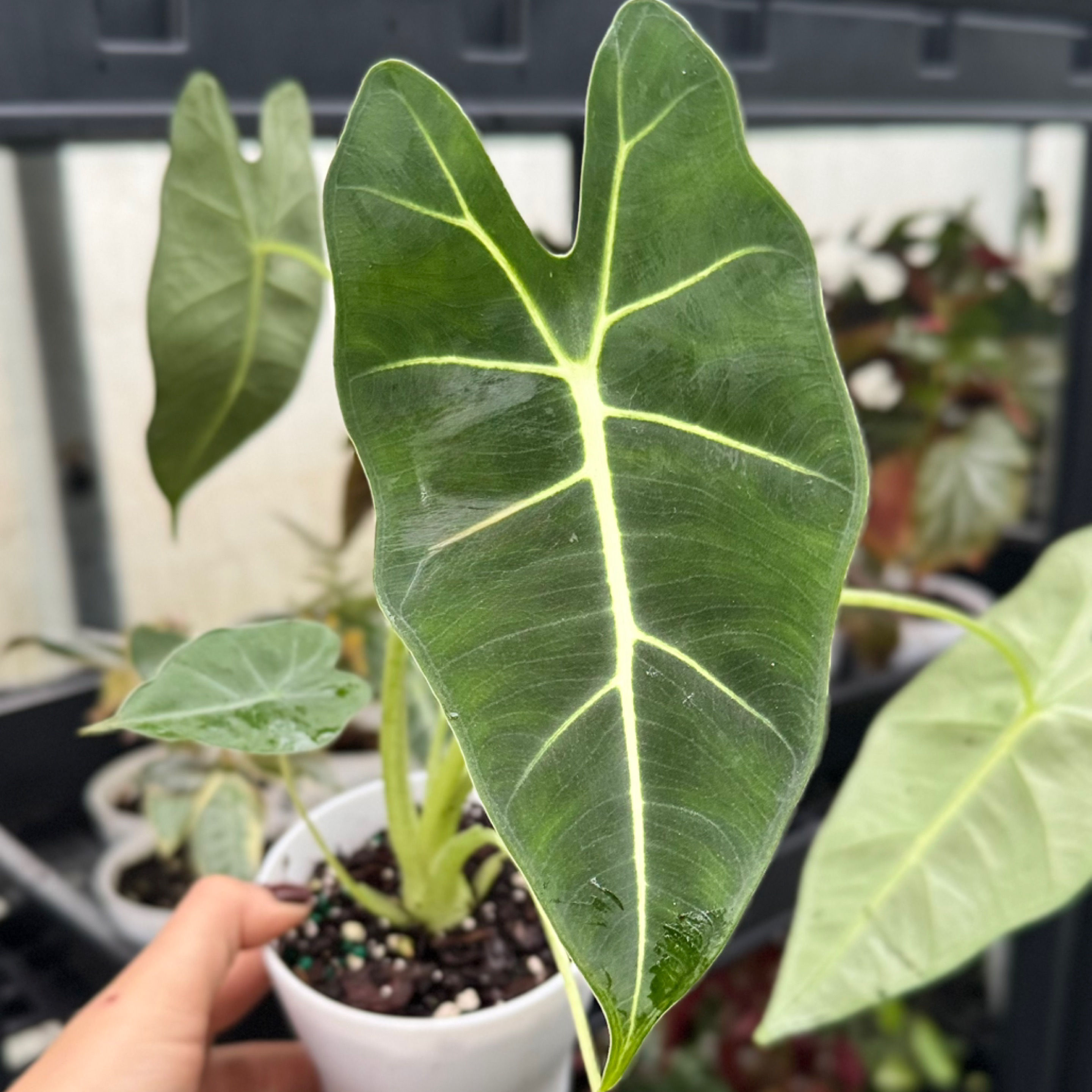 Alocasia Frydek