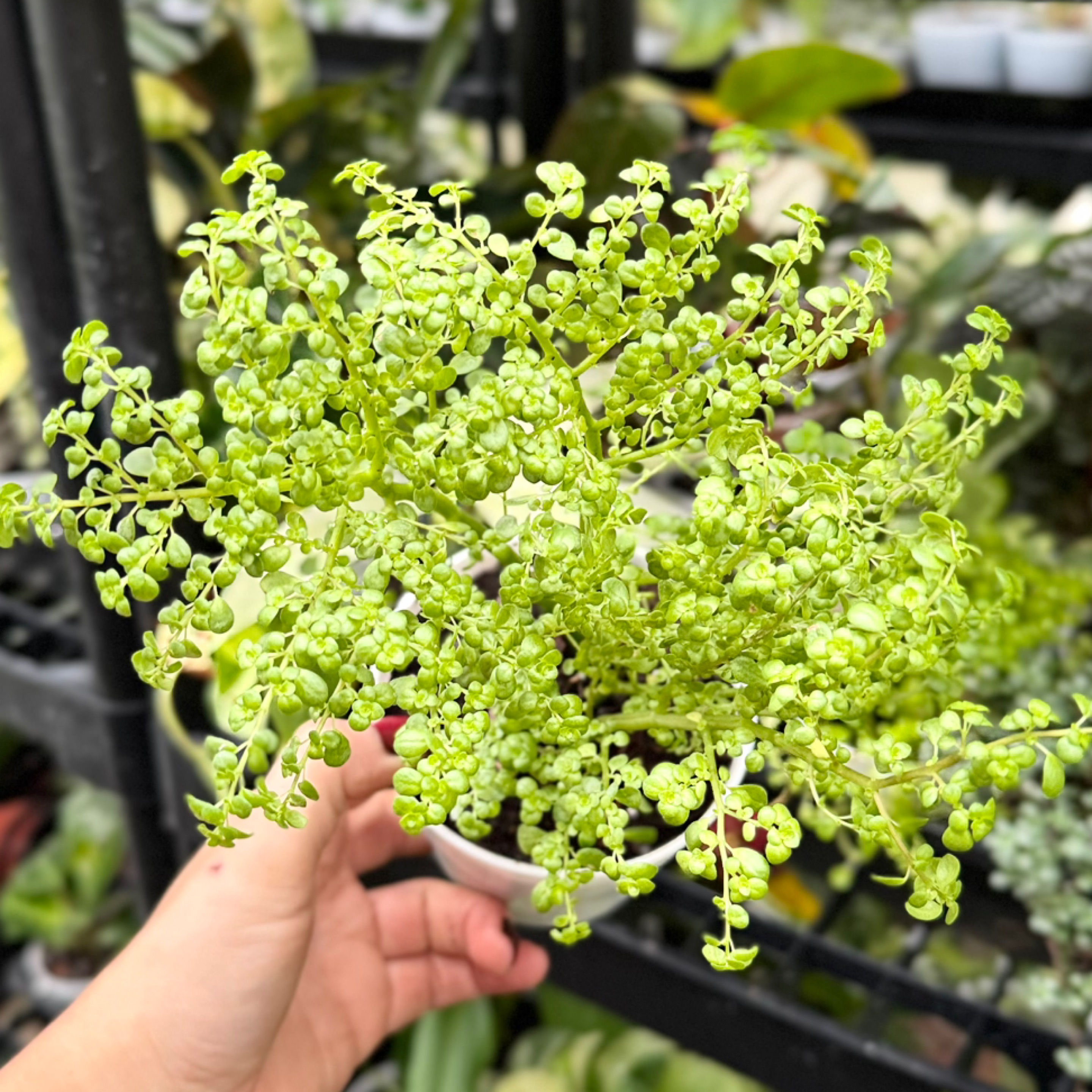 Pilea Artillery 🤍