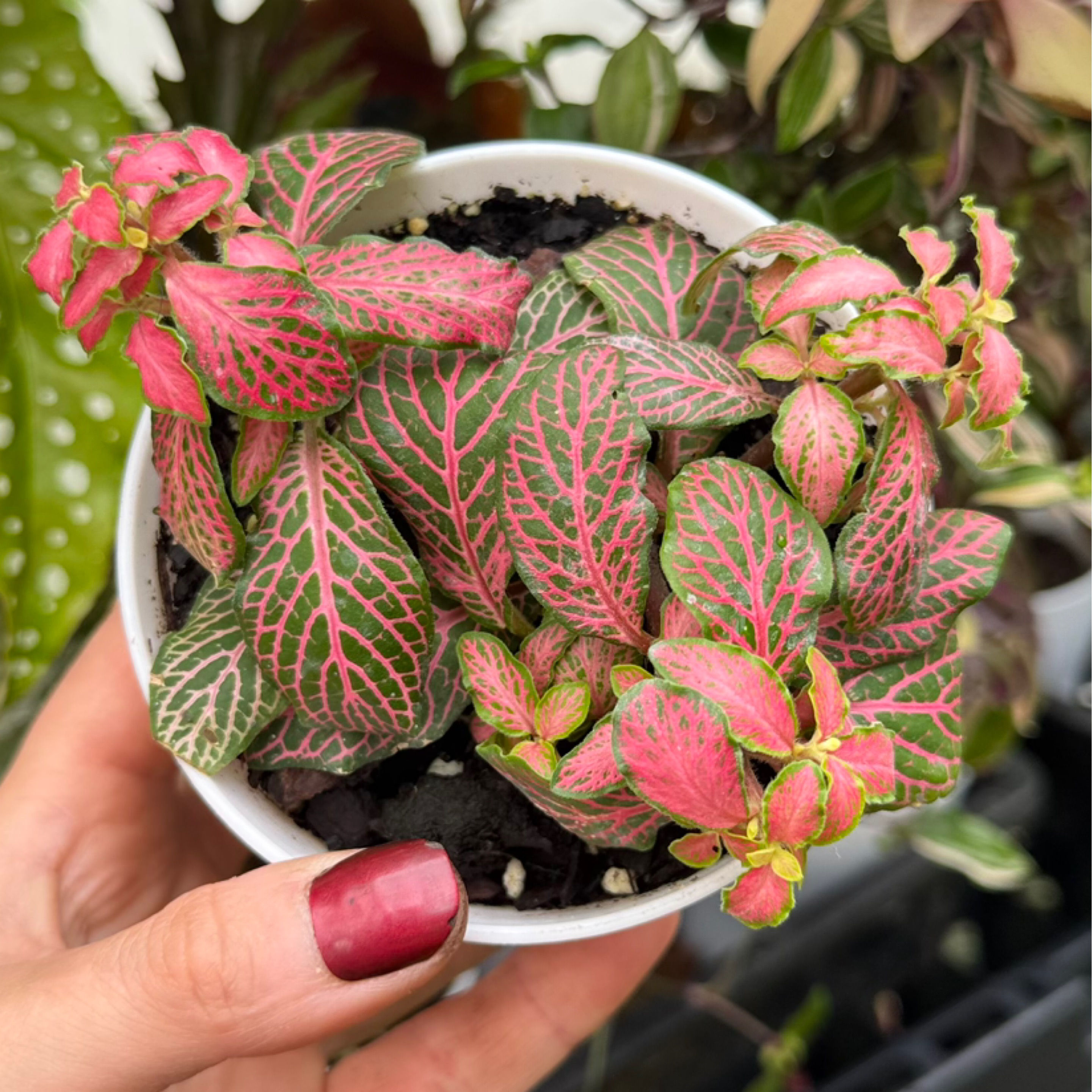 Fittonia Ruby Lime 🤍