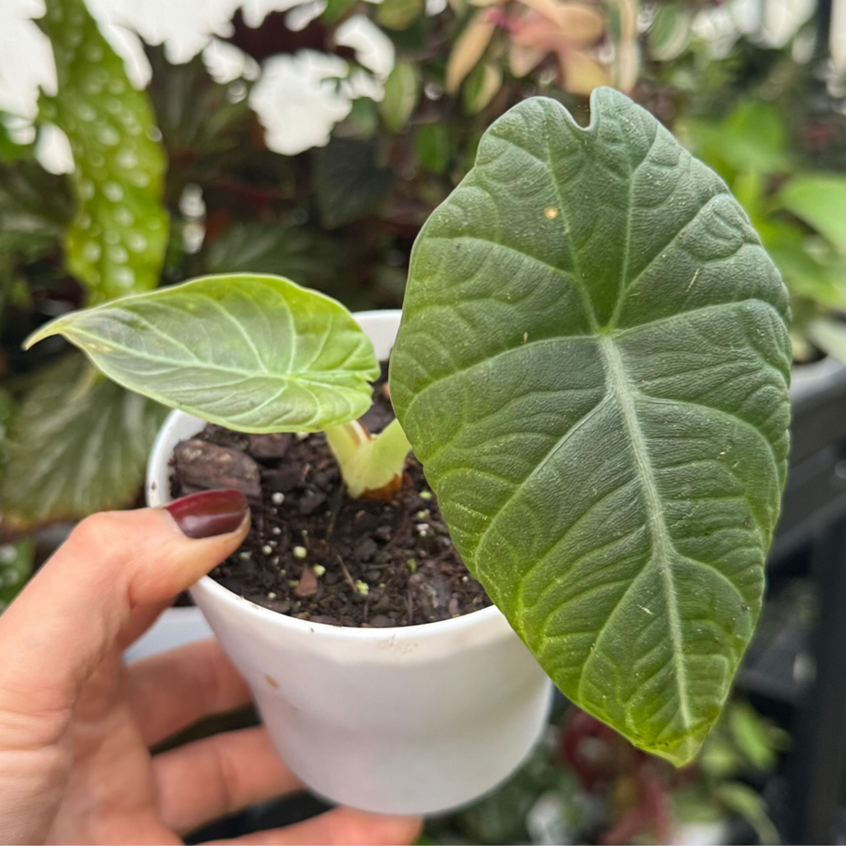Alocasia Maharani