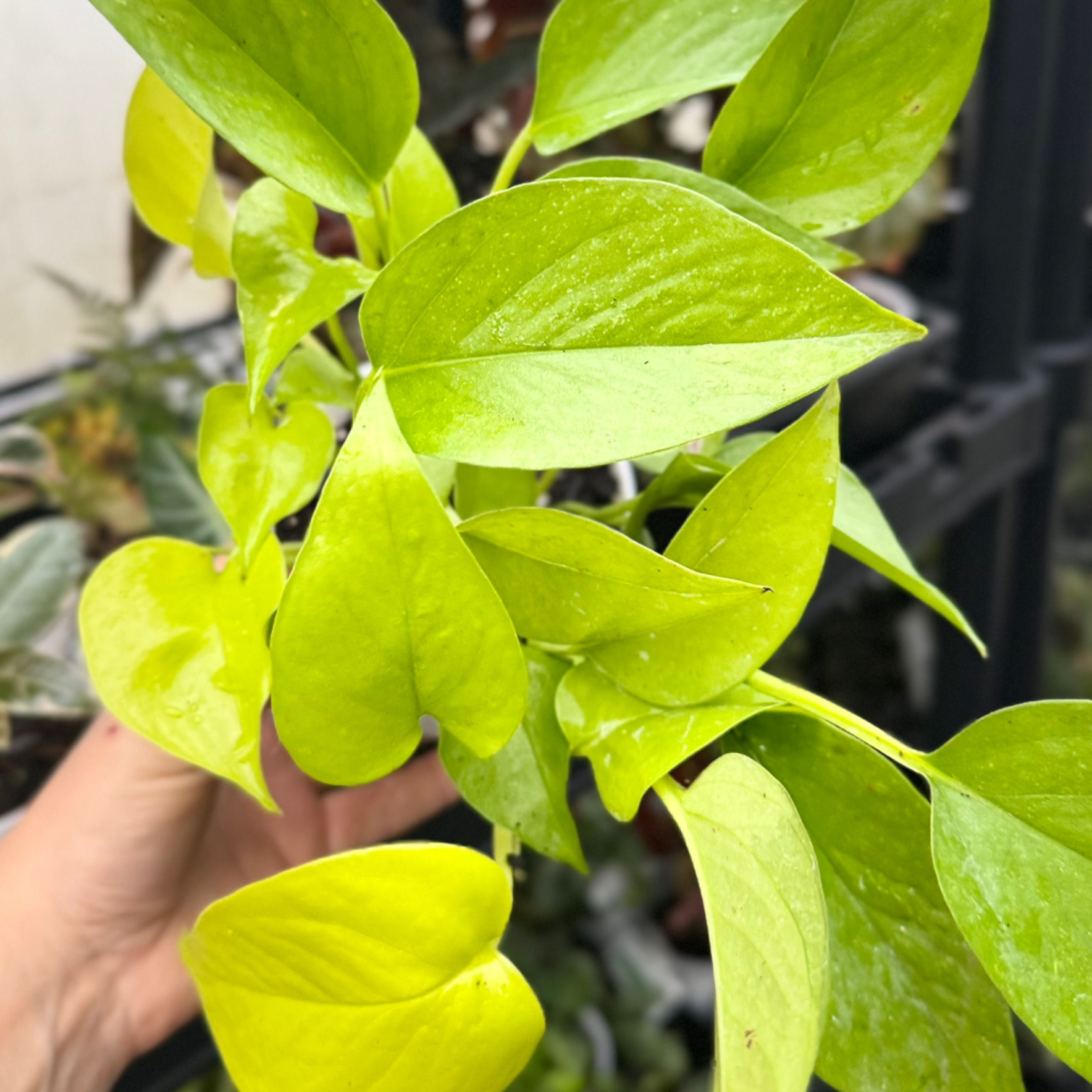 Pothos Neon
