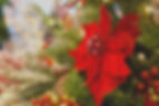 Close-up of a poinsettia with sparkly tips, beautifully framed by a softly blurred Christmas tree in the background, capturing the magic of the holiday season.