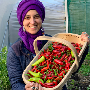 Ayesha - chillies in trug.jpeg