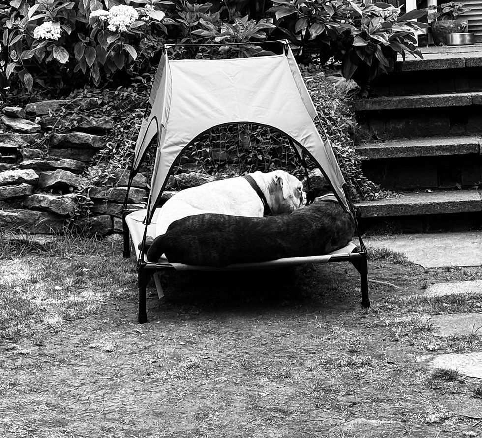 Charlie and Elsie resting together in their shaded outdoor hammock bed after returning home from kennels.