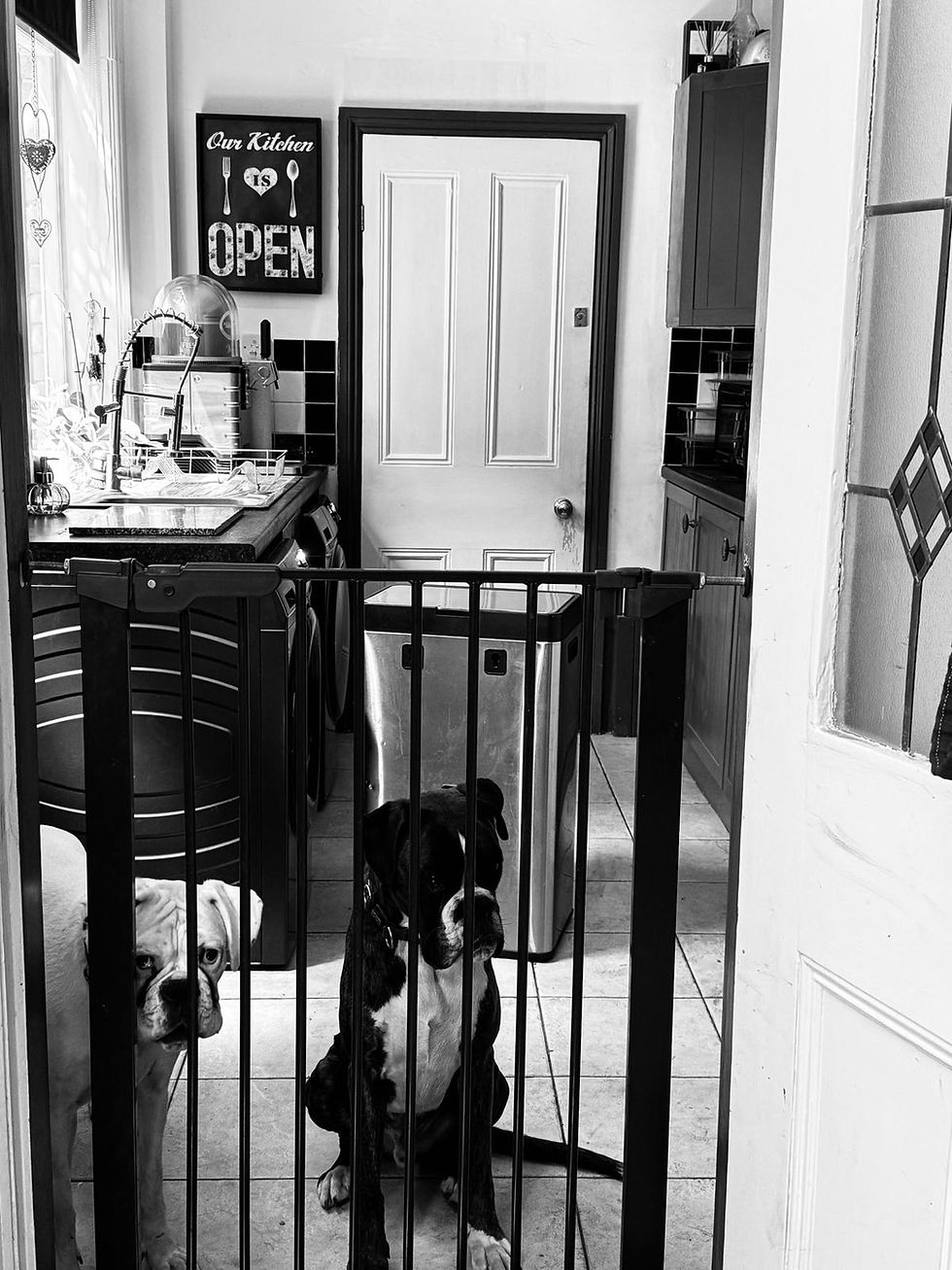 Charlie and Elsie standing behind a gate in the utility room watching activity around the house and noticing changes in their environment.