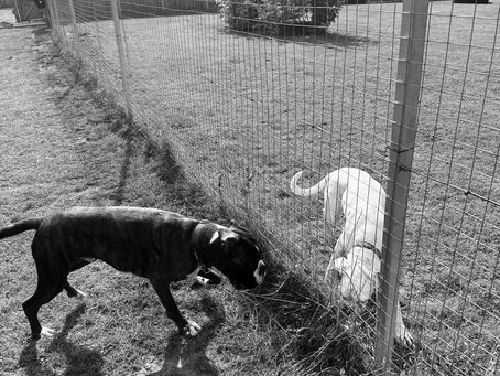 Charlie and Elsie meeting through a paddock fence during their first introduction at Thornwood Kennels.
